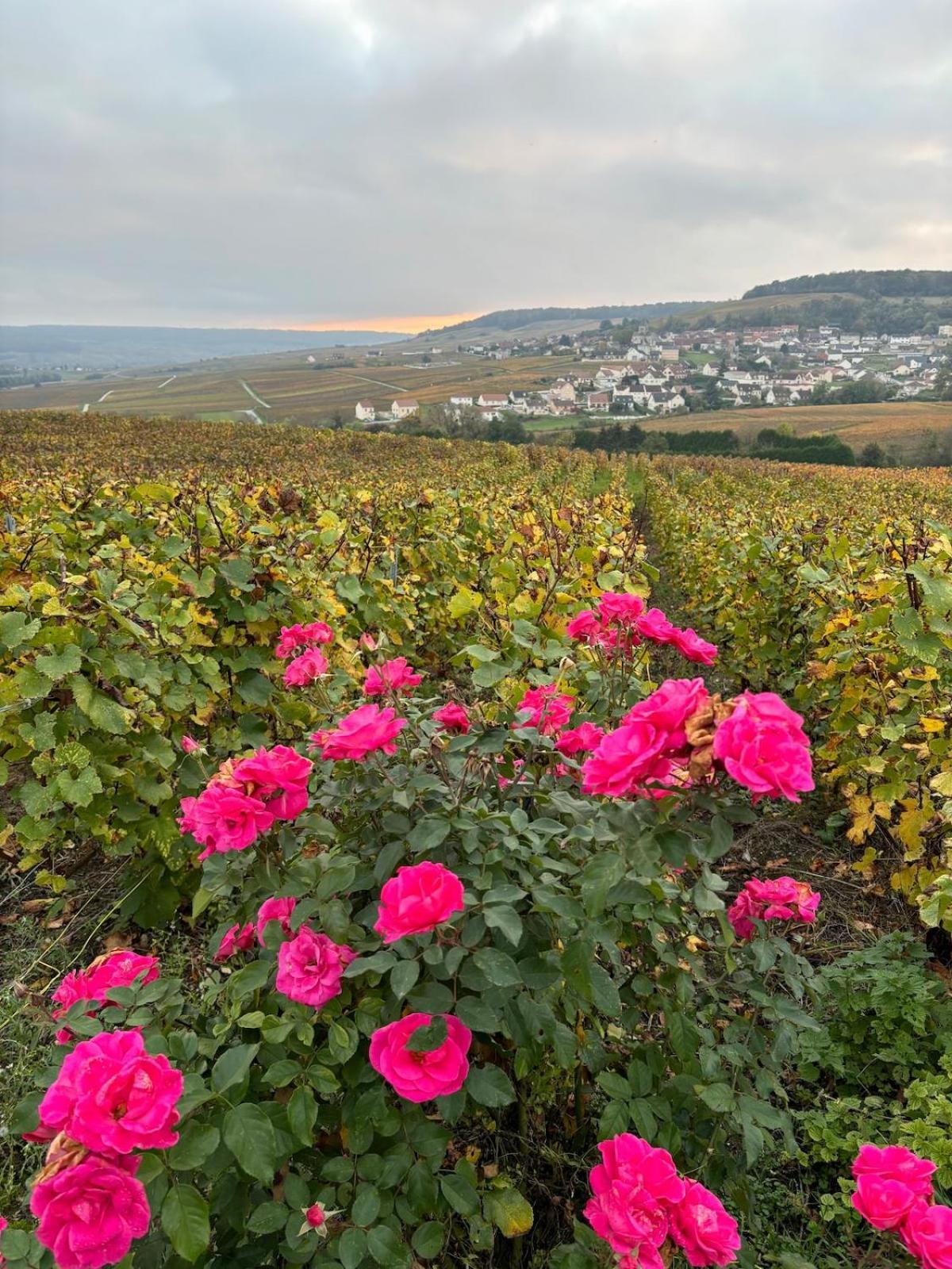 La Galipette, Charmant Chalet En Champagne Fleury-la-Riviere Ngoại thất bức ảnh